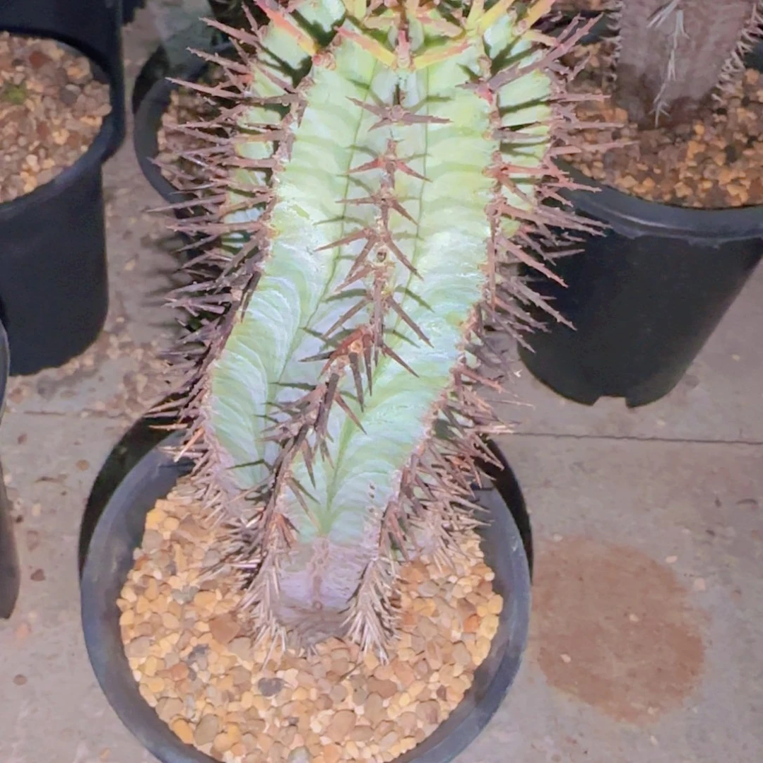 块根植物块根植物