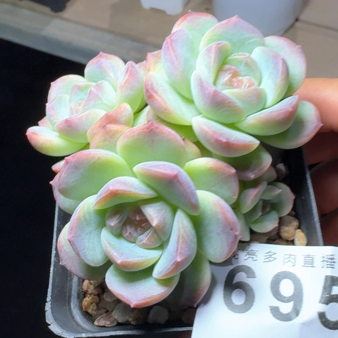 露香凝珍妮            精美多肉植物