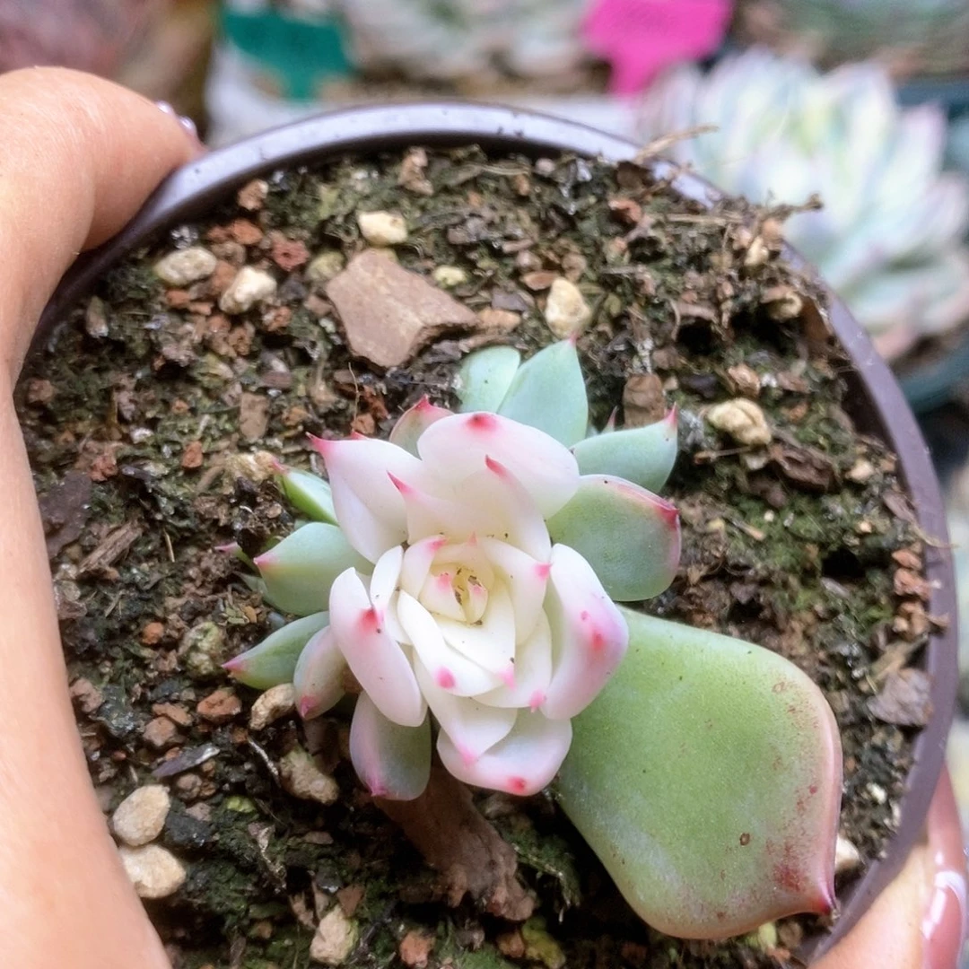 164锦锦锦锦锦锦锦