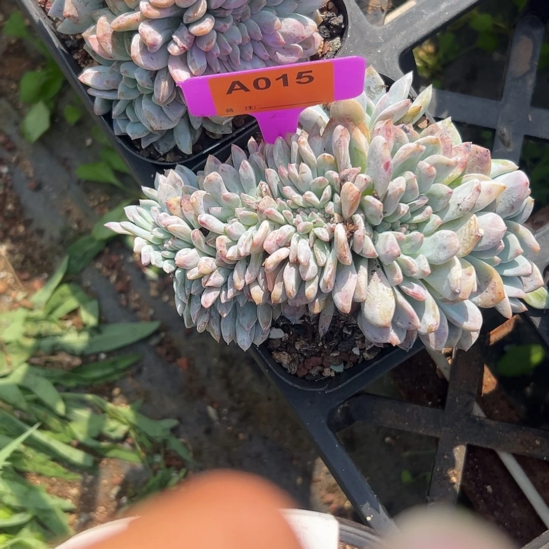 如***道多肉植物一物一拍