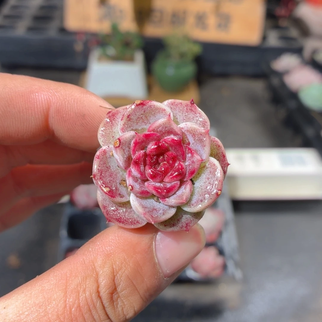 天鹅绒多肉9.9包邮发货