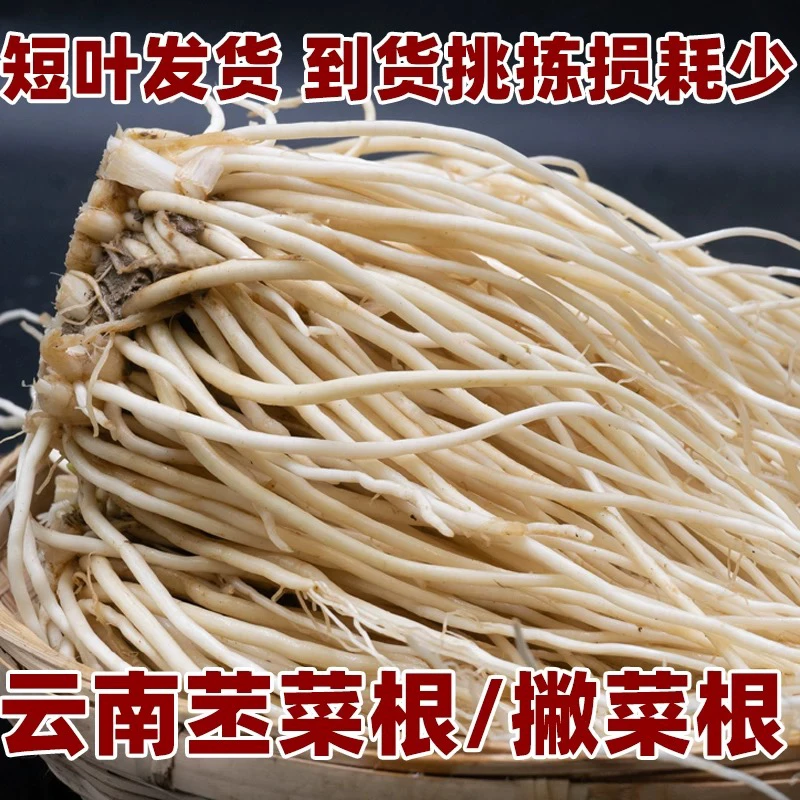 云南临沧新鲜撇苤菜根大韭菜根月子良菜可腌制500克新鲜蔬菜