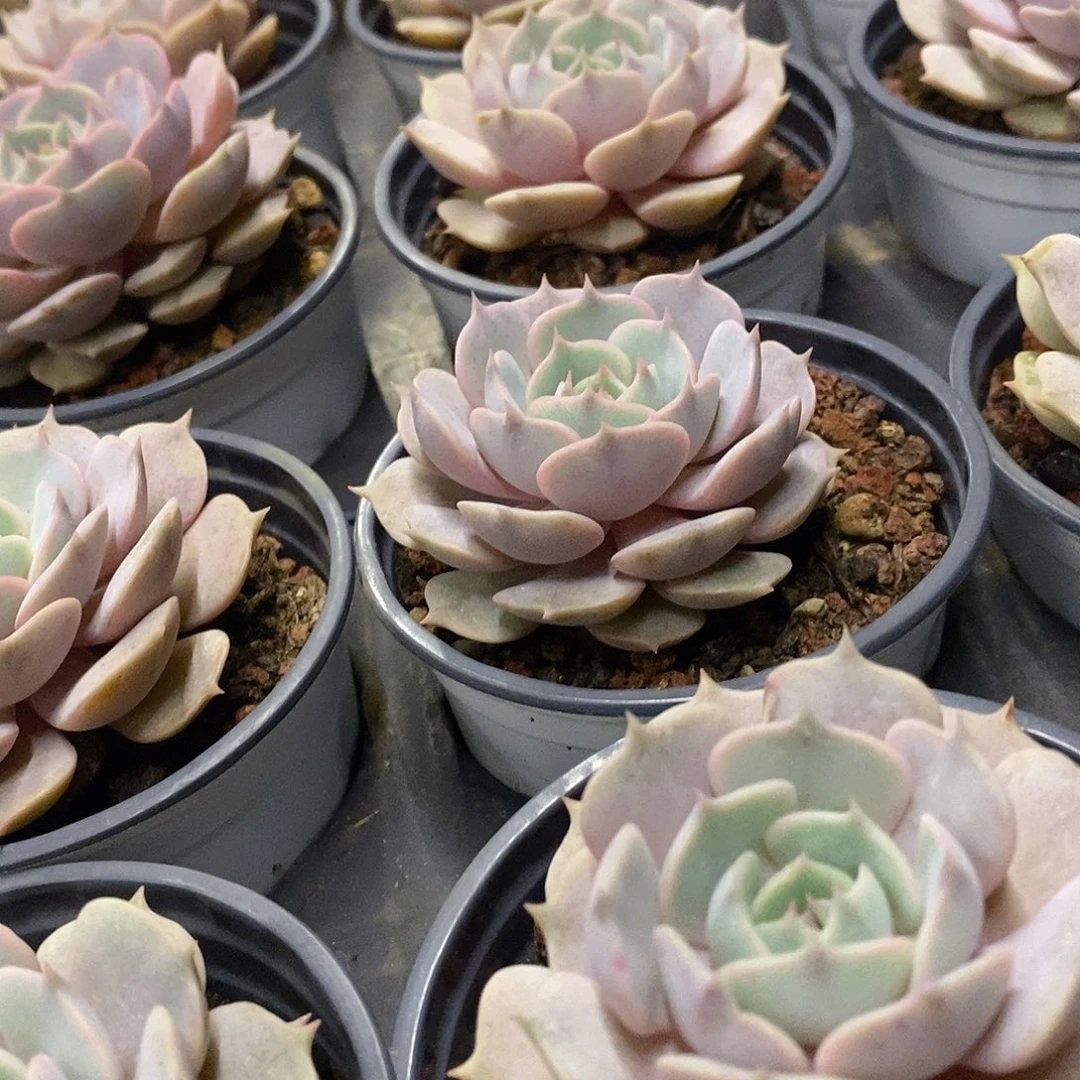 10。粉蝶单头。福利多多