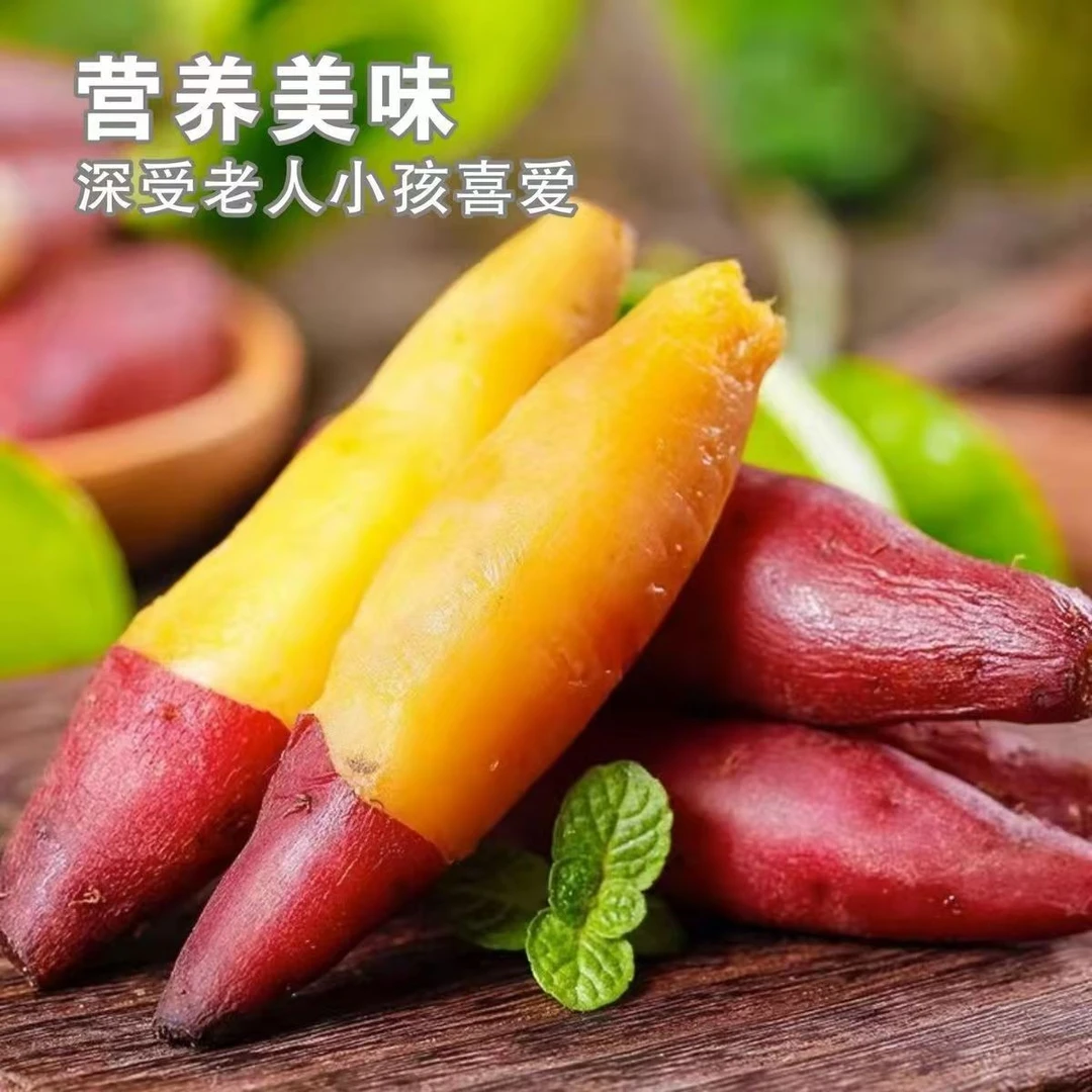 自营沙地软糯小香薯