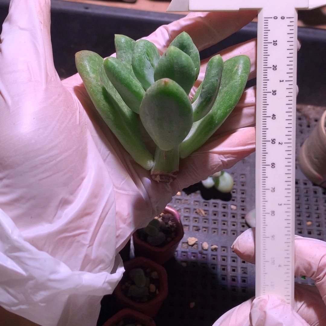 乌里韦亚奶酪多肉物理