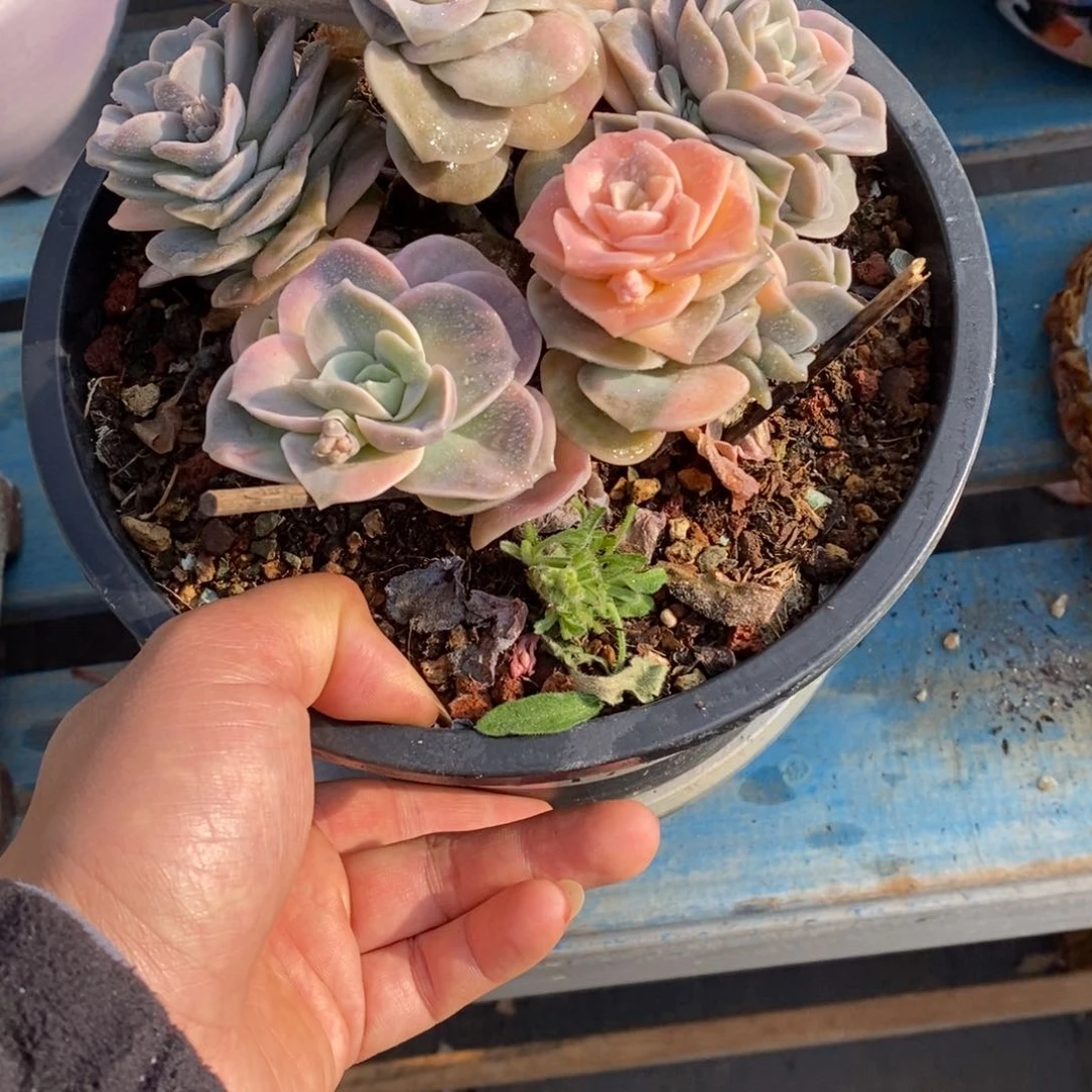 寄养多肉植物一物一拍