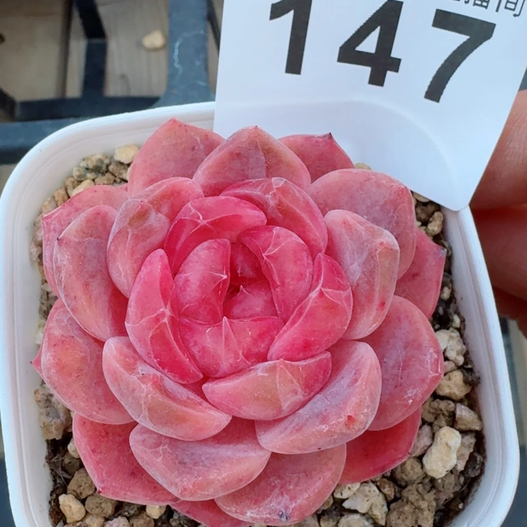 冰魄         精品多肉