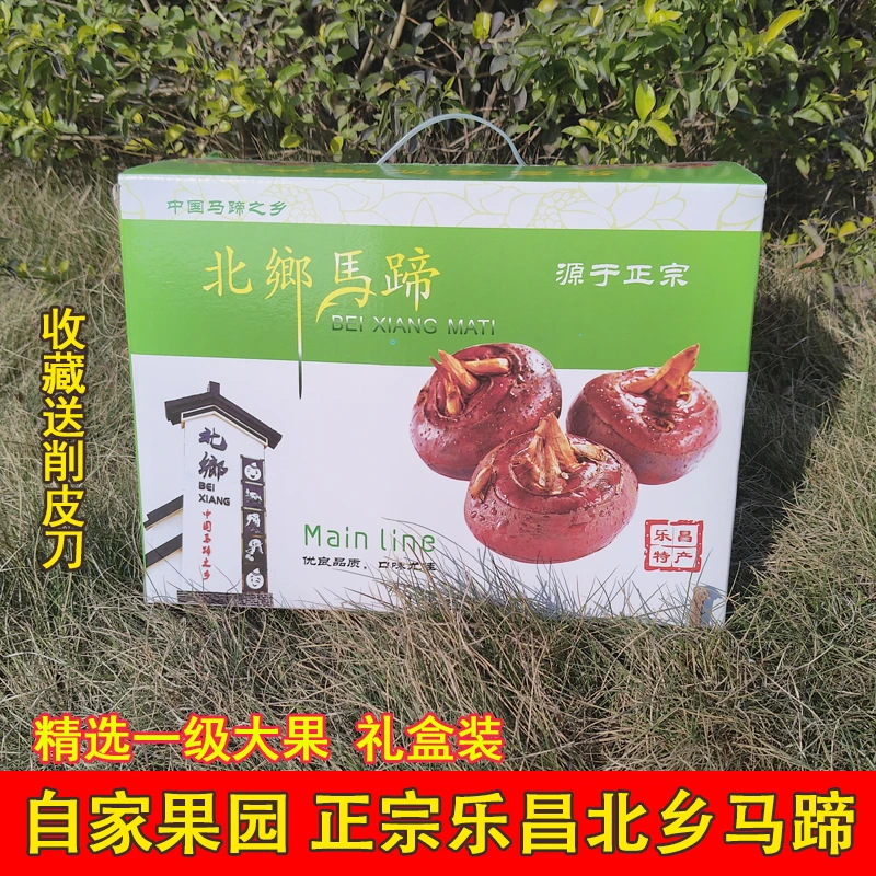 礼盒装特大果乐昌正宗北乡马蹄新鲜多汁现挖荸荠地梨水果即食蔬菜