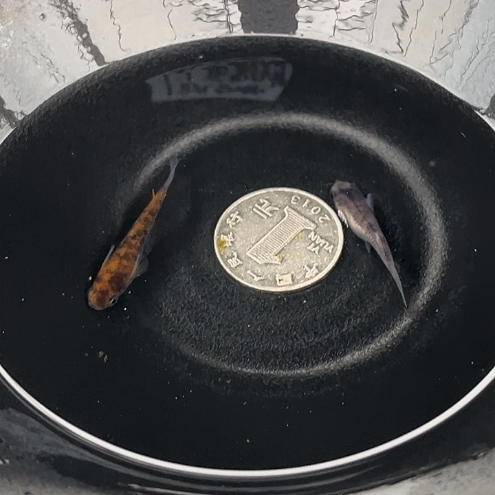 青鳉鱼和墨2条20号