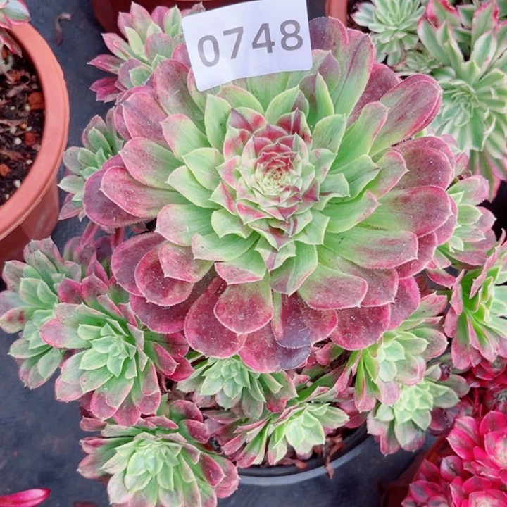 老桩云彩特价多肉