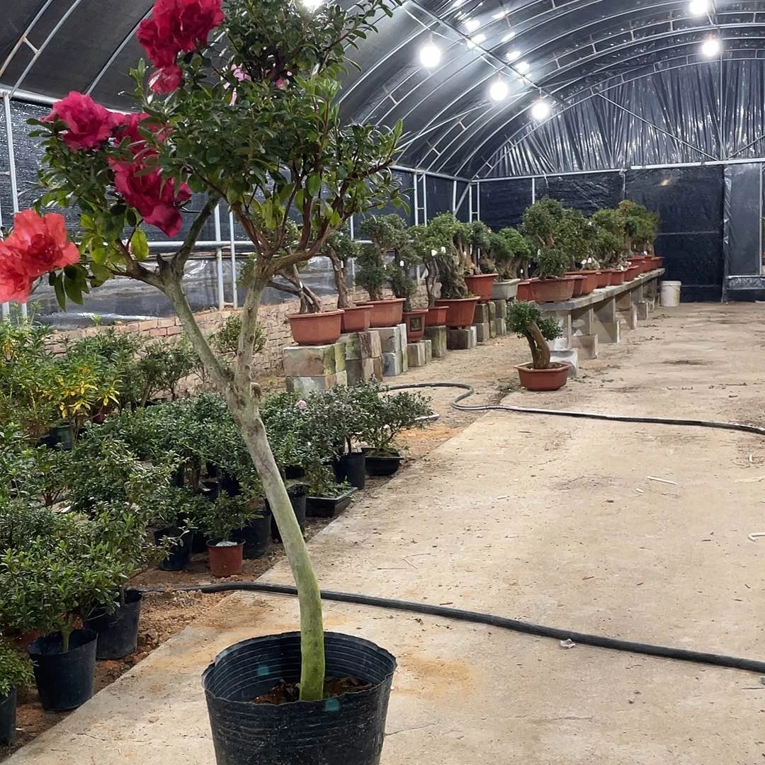 当前无花朵，栽培后可花朵