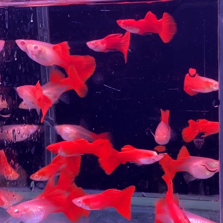 孔雀鱼福利血红20条