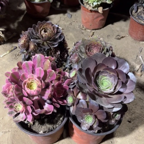 910多肉植物组合