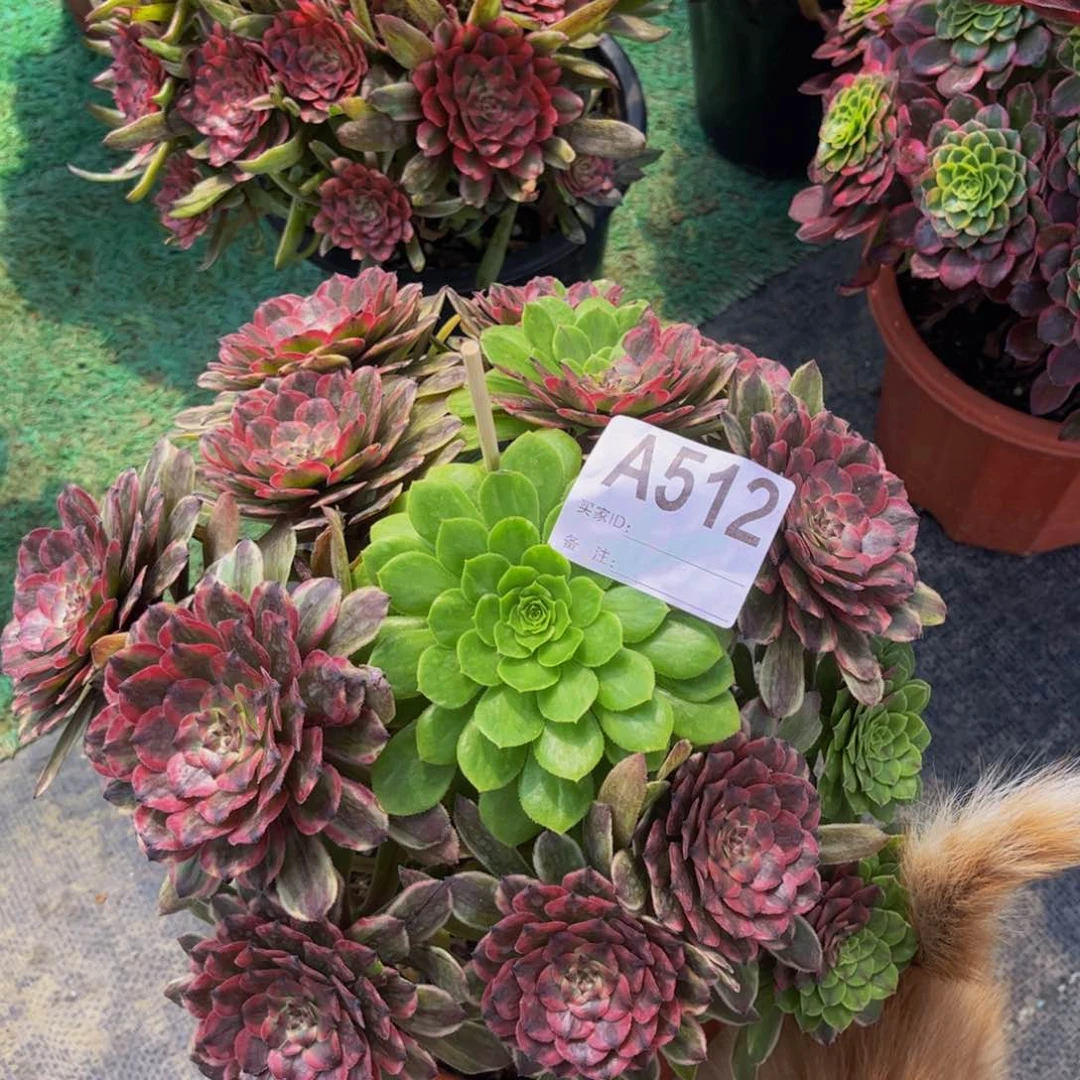 多肉花脸粉黛0000000512