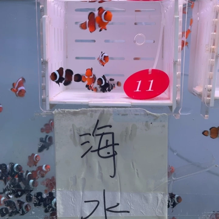 海水鱼精品混搭6条2.5-3