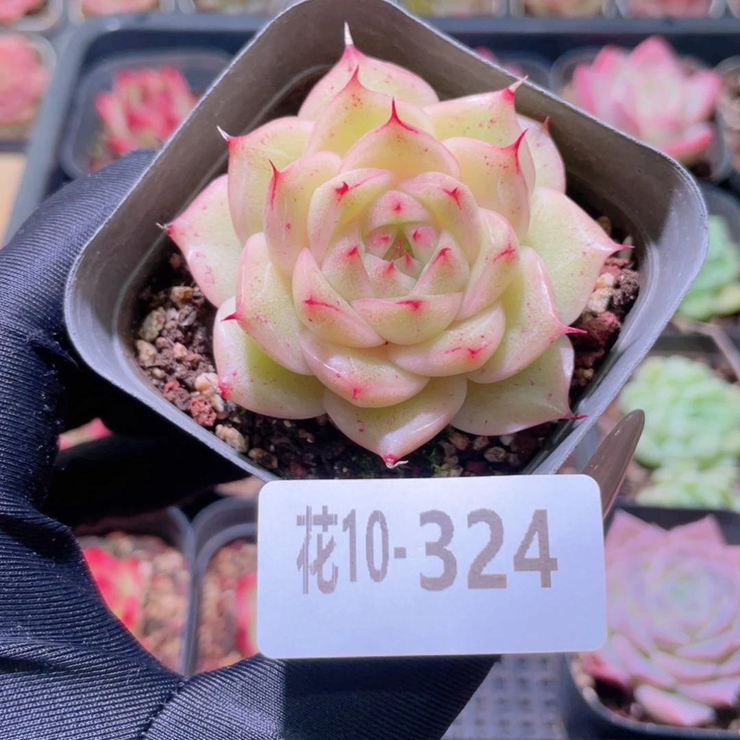 花利美10-324麦秆单头