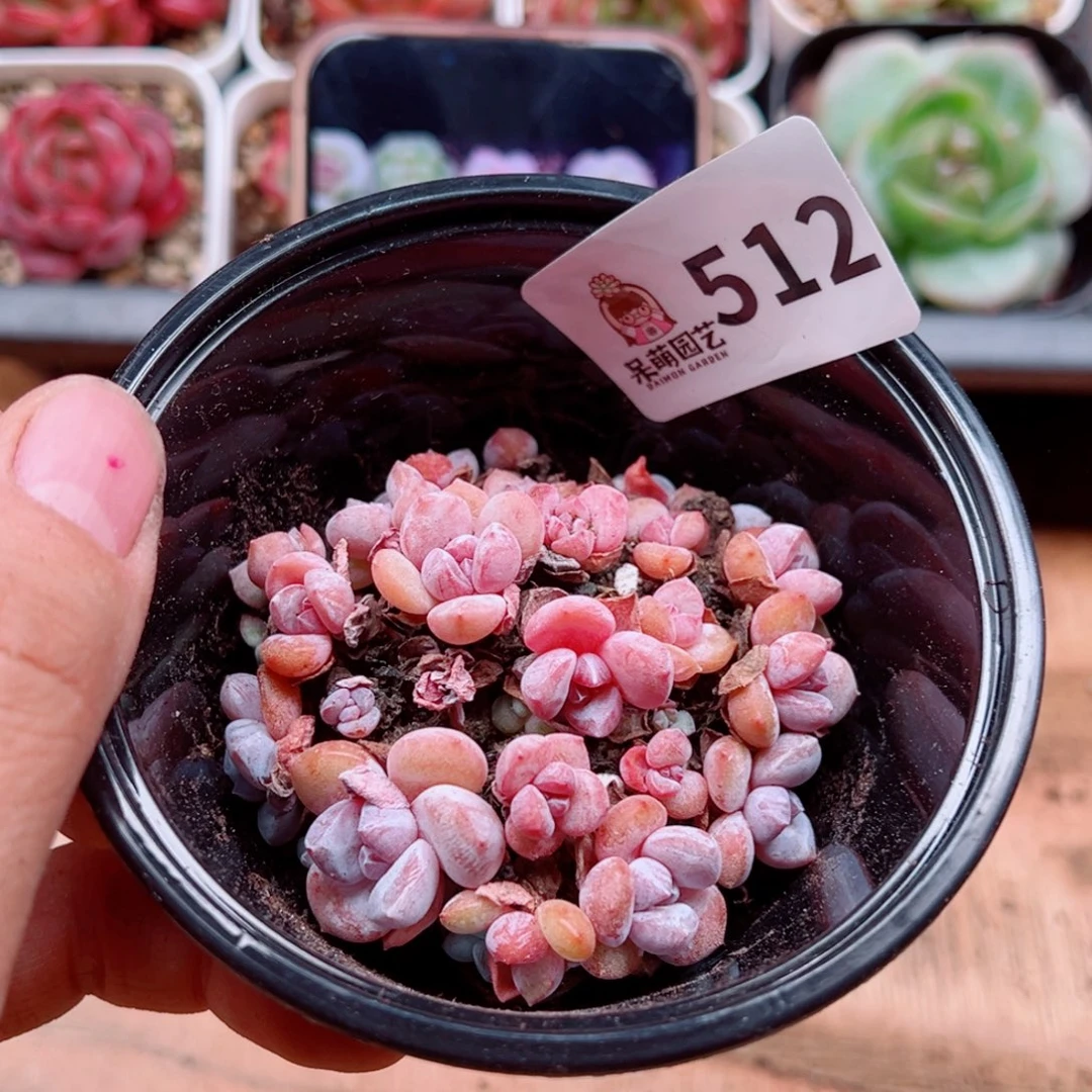 多肉植物多肉植物