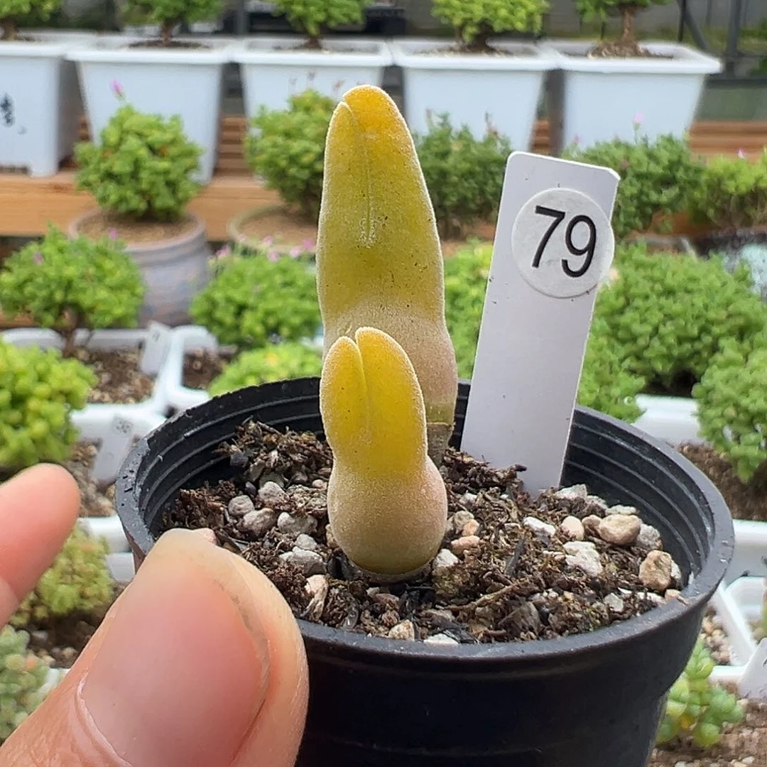 79号哈默大兔子6.10多肉