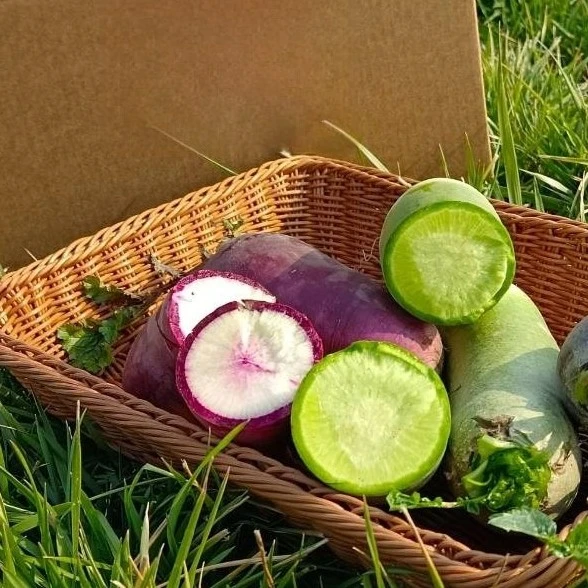 [大华农场]冰淇淋奶油萝卜+金星 101 水果萝卜双拼 顺丰包邮