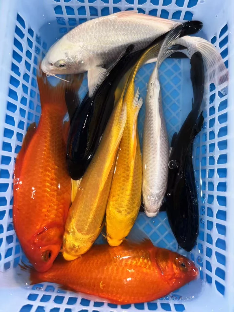 3号八方来财【2黄2红2白2黑】12-14公分 红色是草金好养冷水鱼