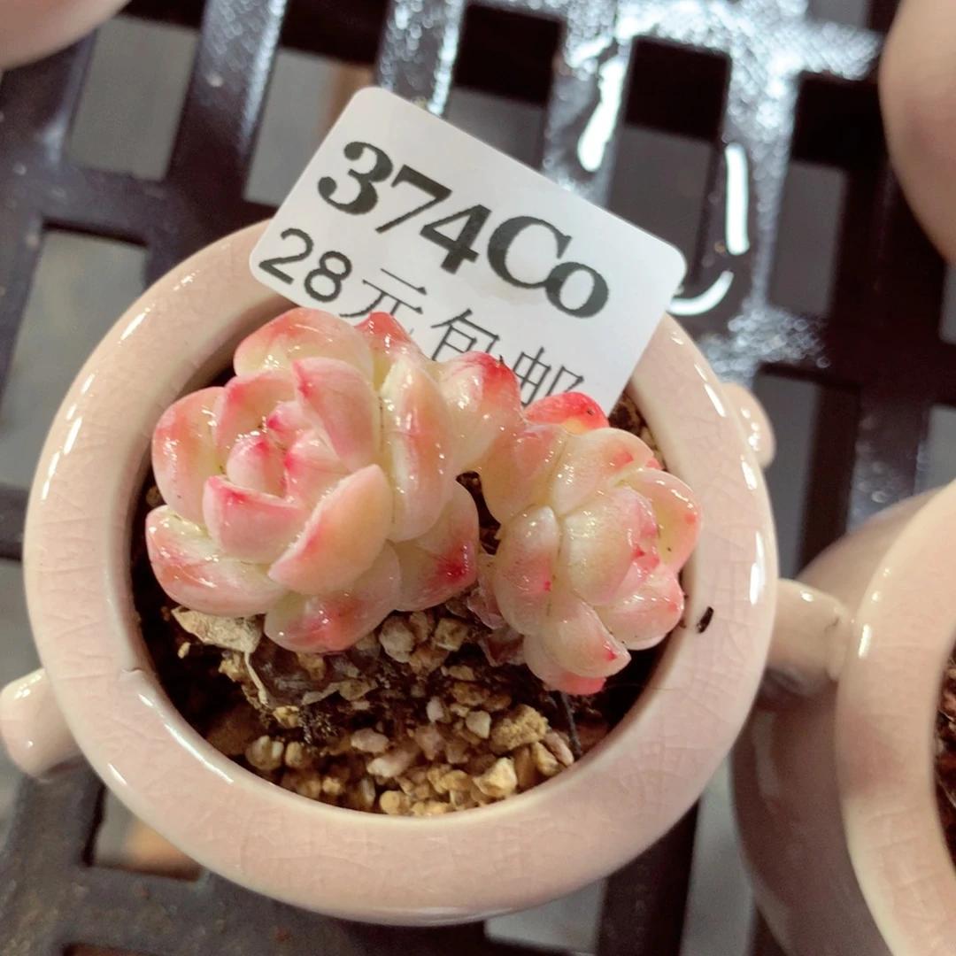 5厘米盆精控多肉374