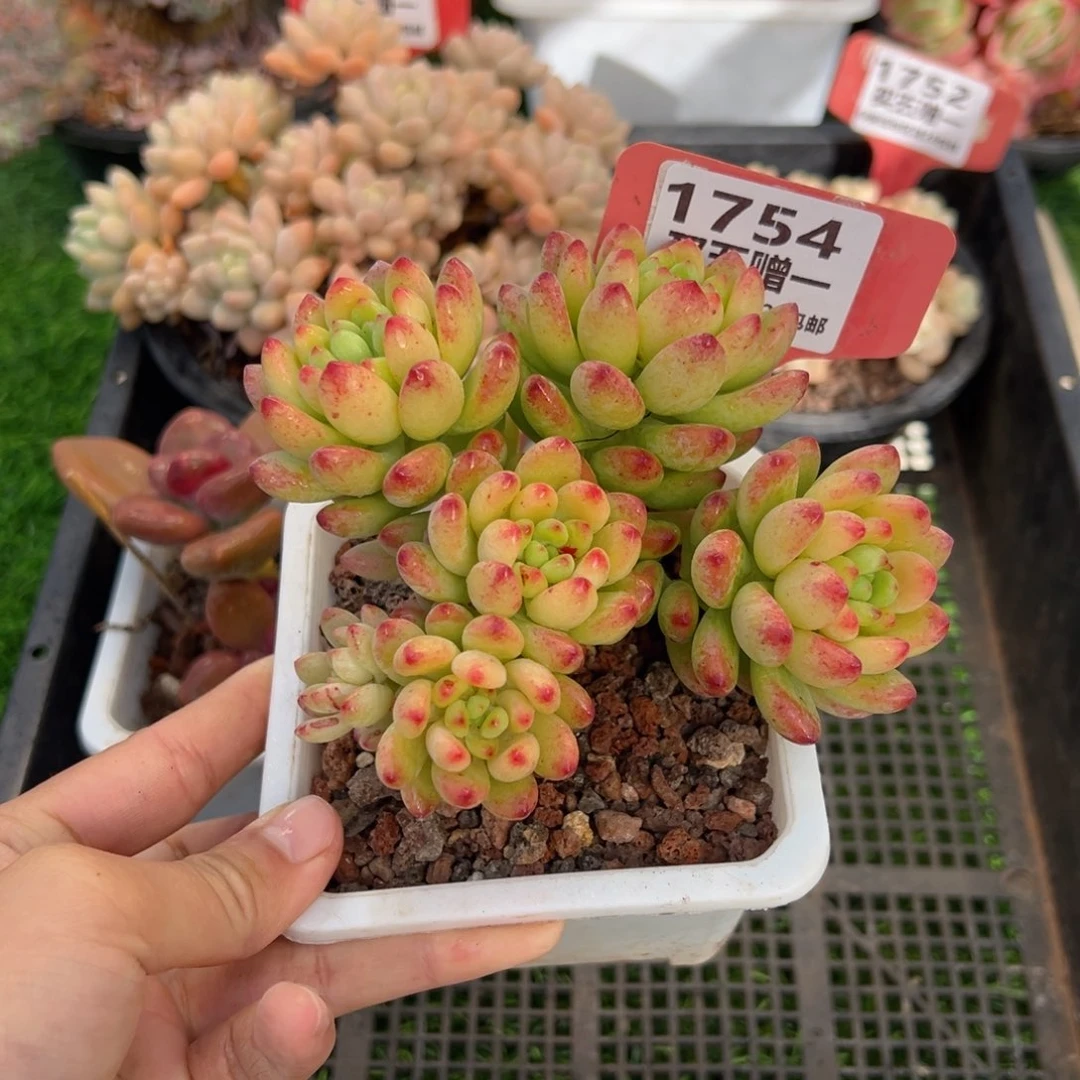 表妹精品多肉1754.