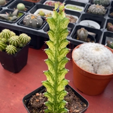 麒麟柱子3仙人球