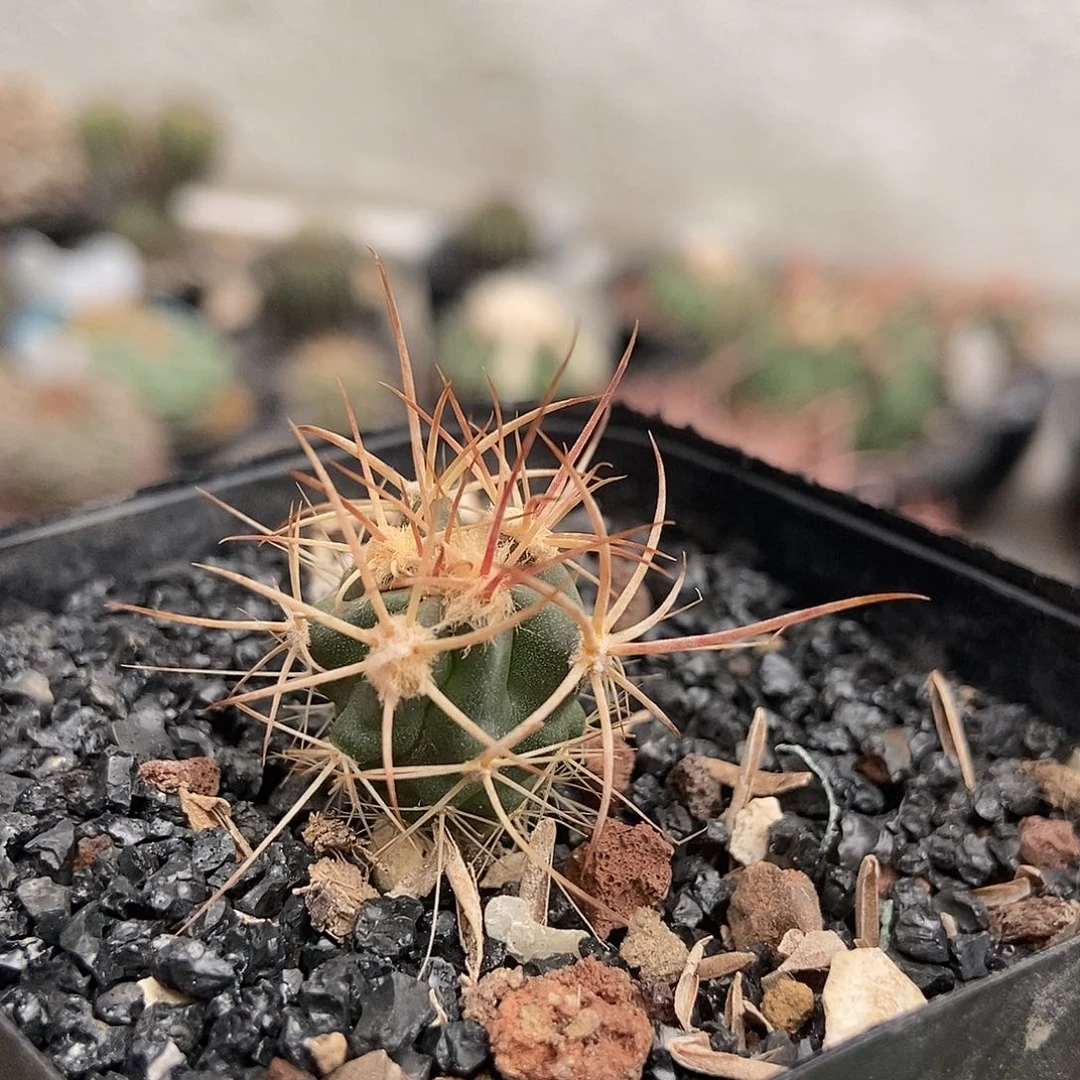 实生小大龙冠仙人球