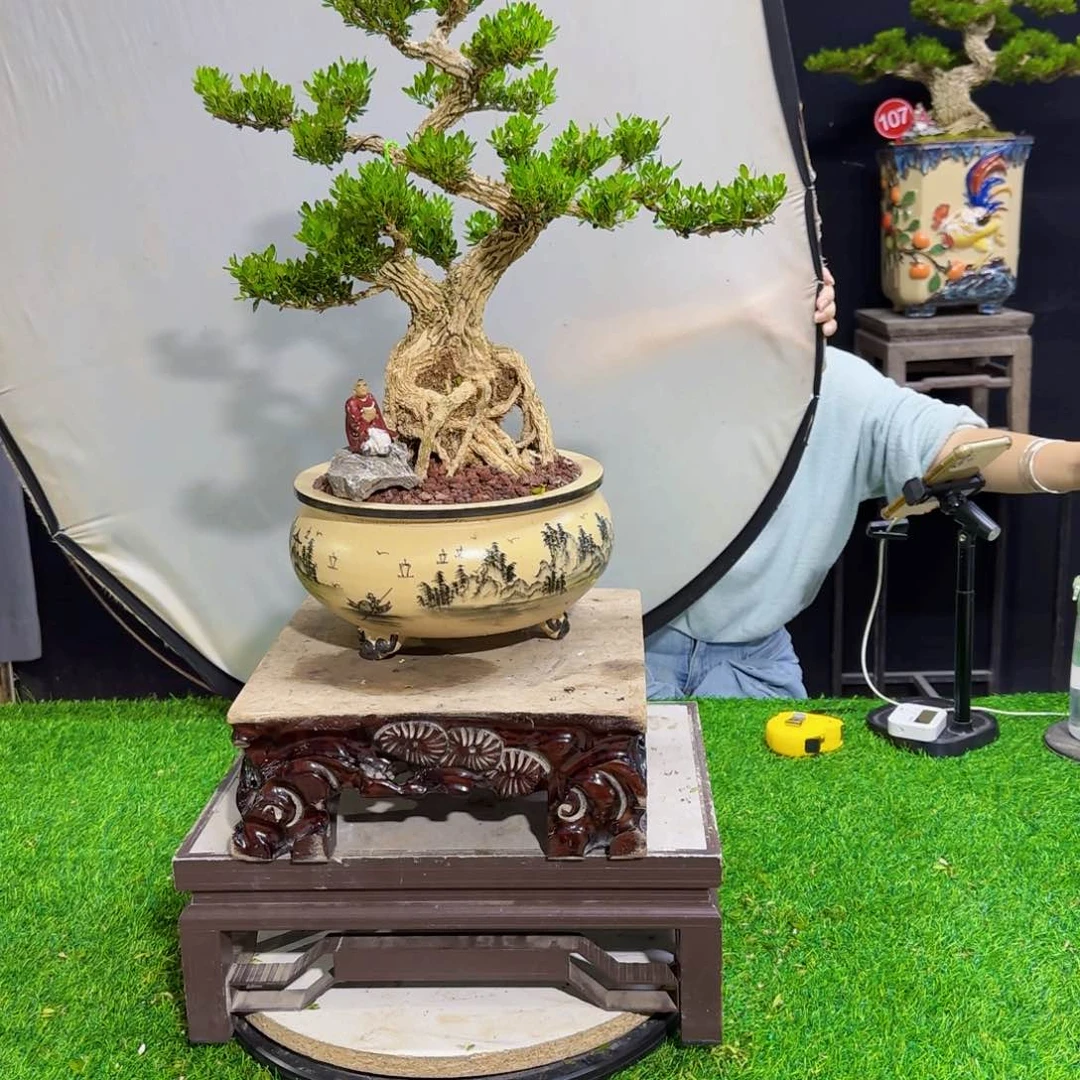 当前无花朵，栽培后可花朵美**桩