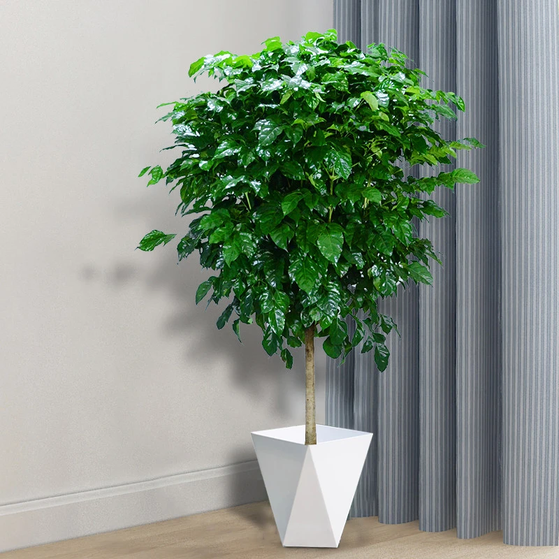 大盆控根棒棒糖幸福树带盆高90-110cm配白色菱形花盆