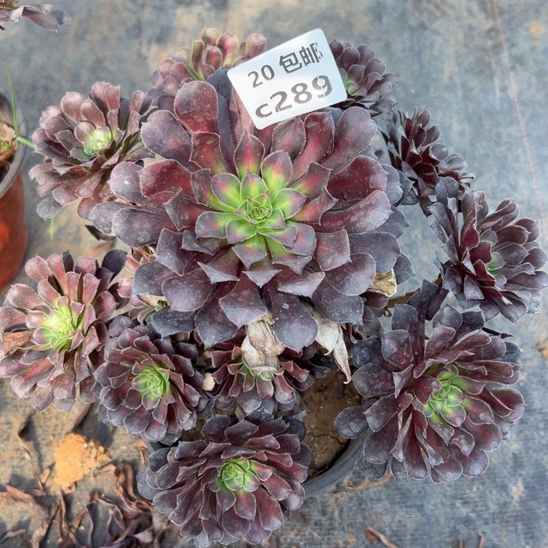 289月亮石，满20包邮