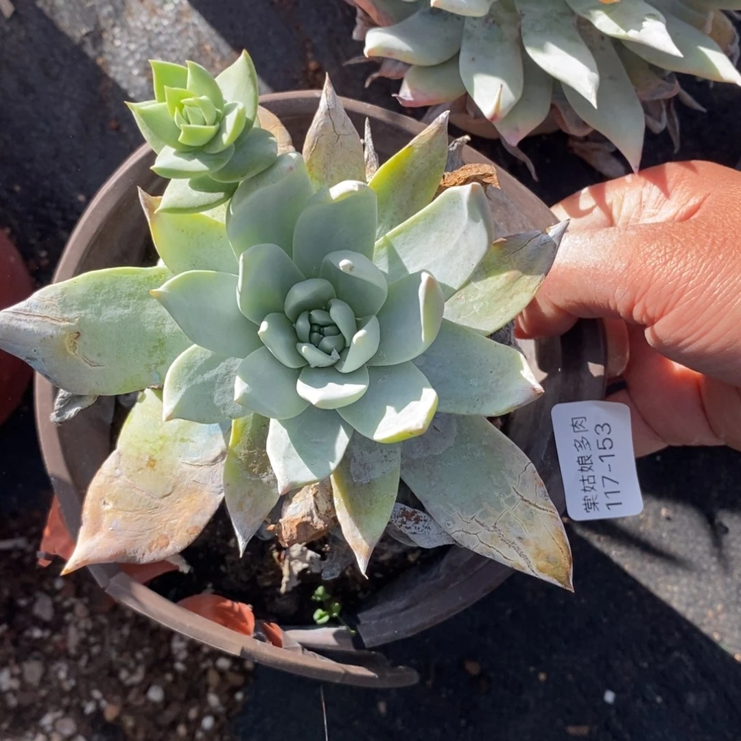 153号普西小可爱呀