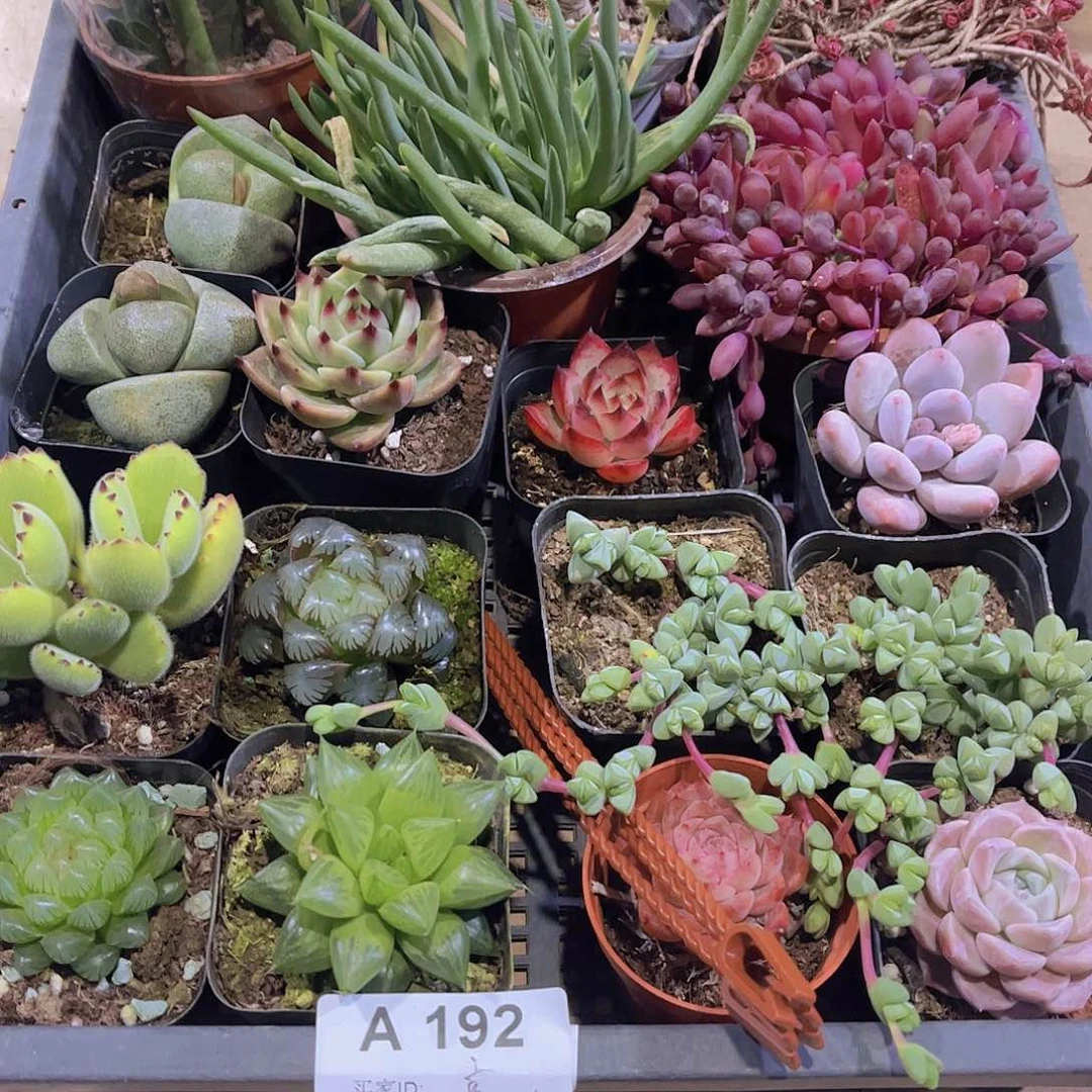 多肉192多肉植物