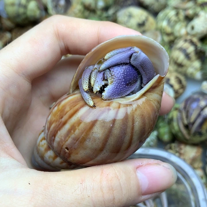 50h通体紫里拉超好看