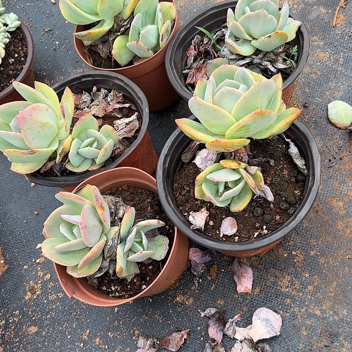?***鹿多肉植物实物79
