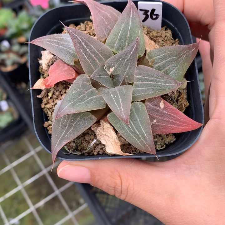 ?**宝实生磨面寿带盆土发货