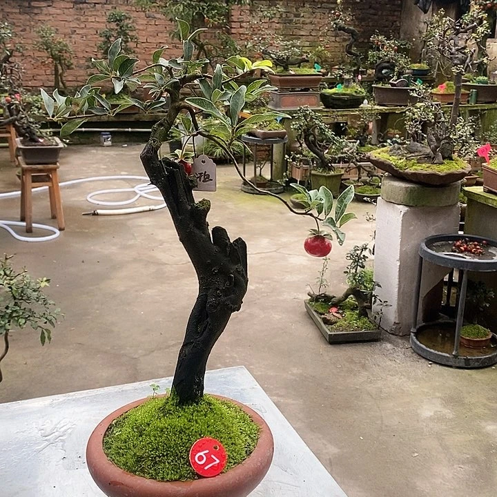 如*汗血小老桩268