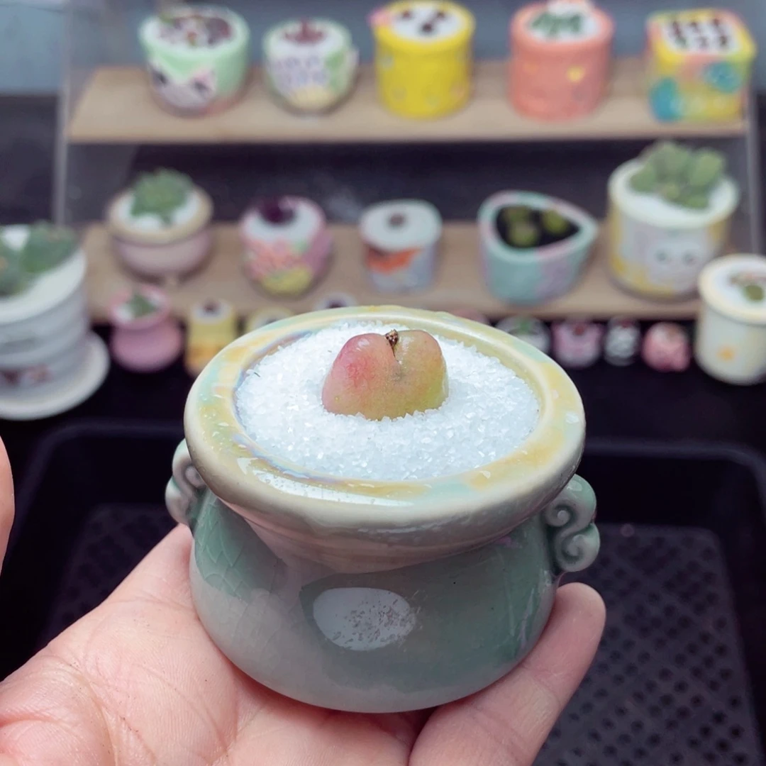 w8949 带盆土发货-零下地区拍保温箱