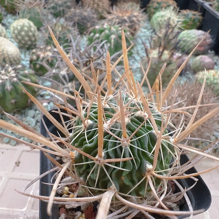 喷泉刺振武玉。  实生。