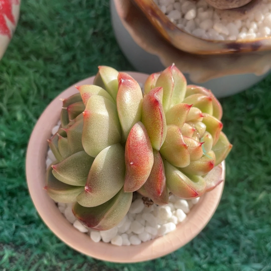 多肉植物盆栽多肉