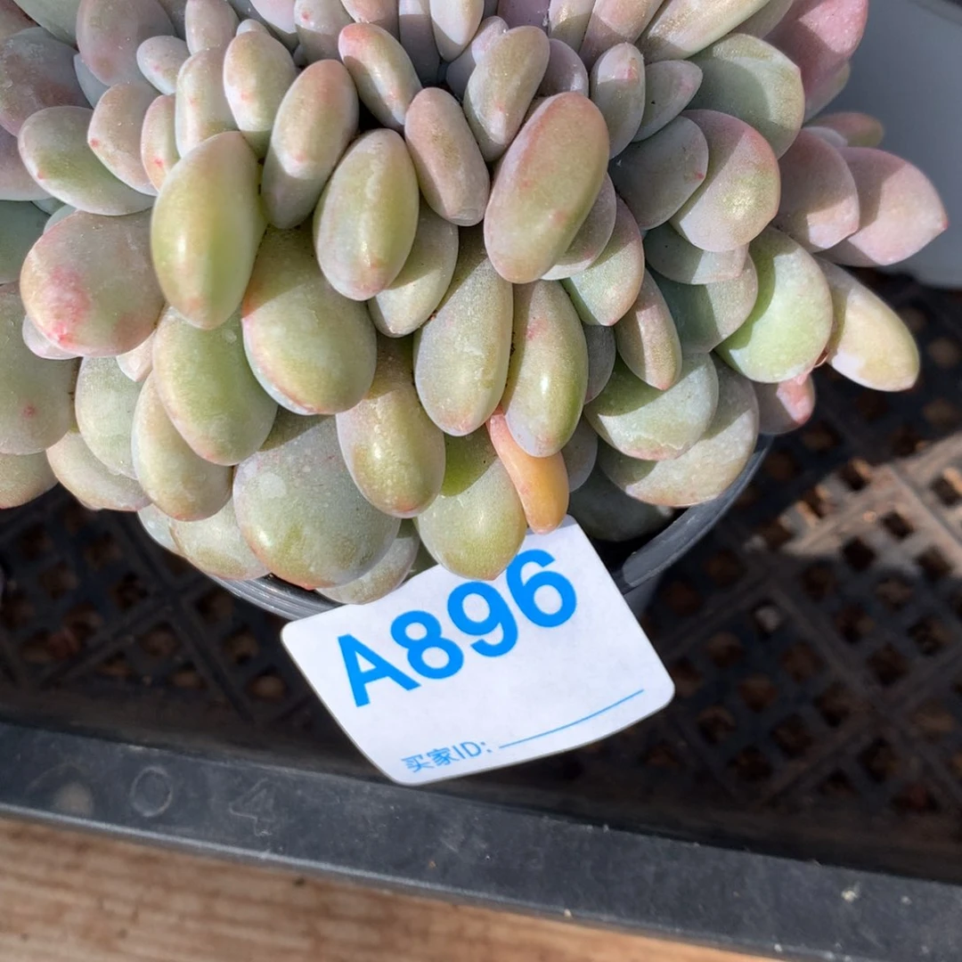 樱**嘴A896售后范围:签收起7天内,录开箱视频