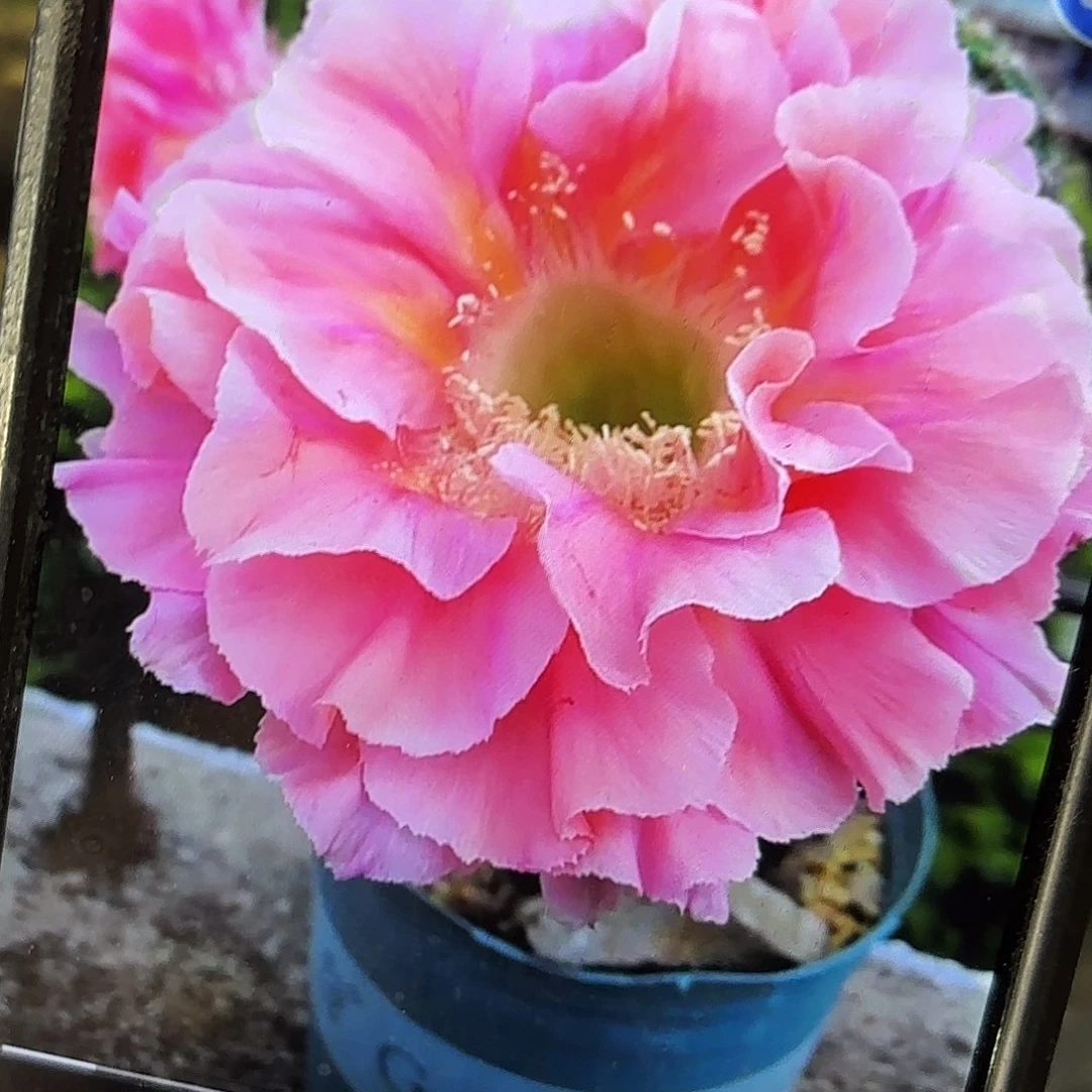 南方淑女彩侧牙20包邮仙人球19