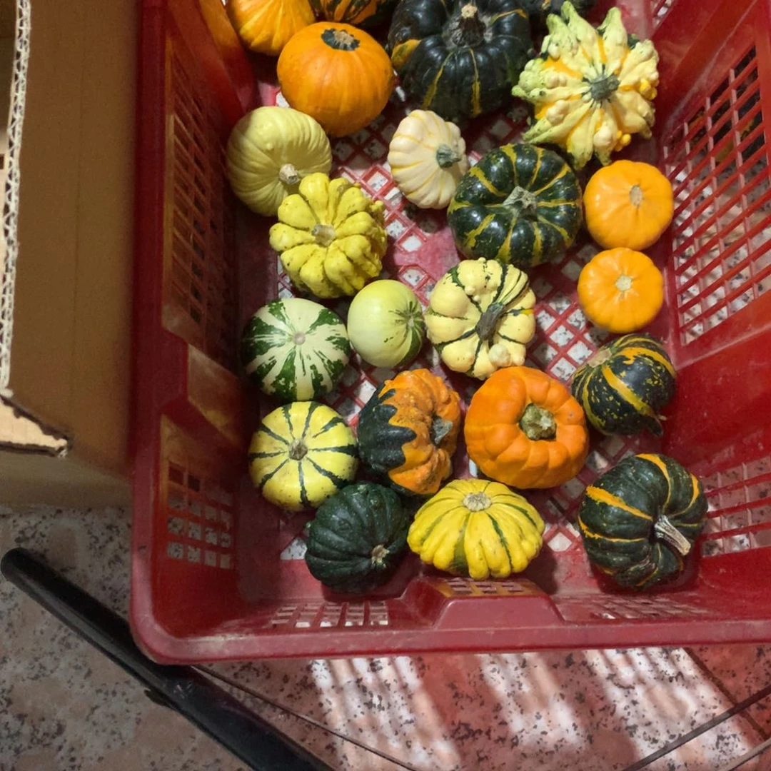 叮*墨西哥！墨西哥！墨西哥