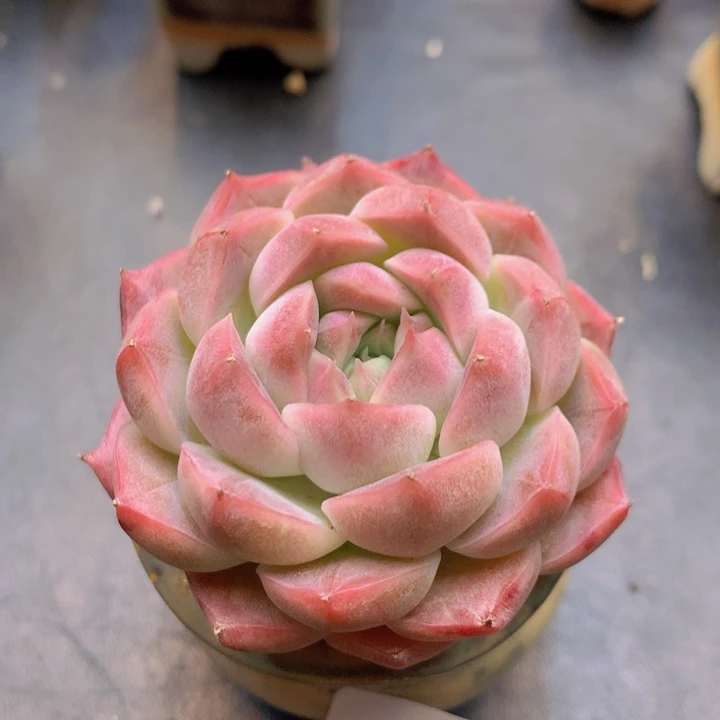 诗****美一物一拍含盆满38包邮E578