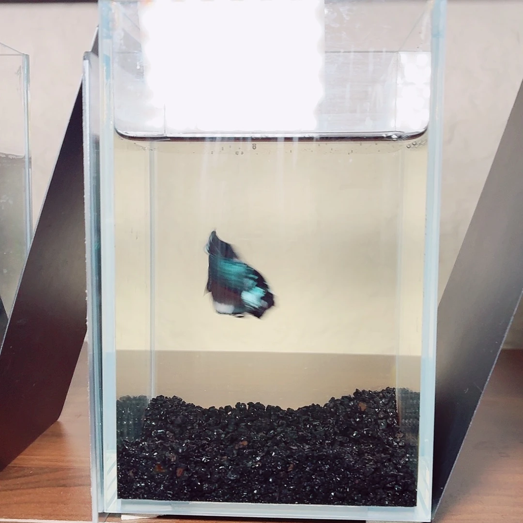 斗鱼熊猫双尾将军