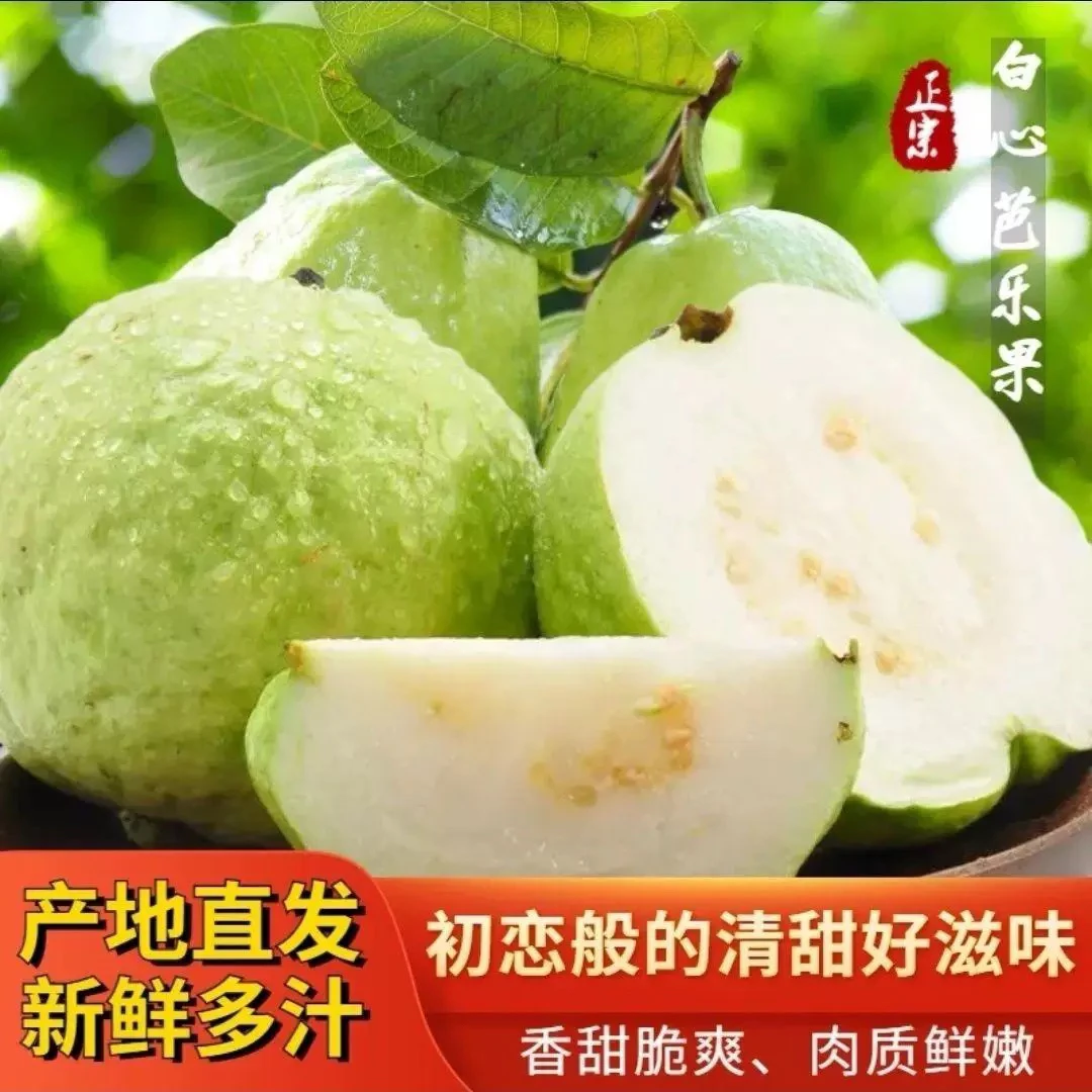 广东增城番石榴珍珠芭乐白心新鲜应季水果清脆可口果园现摘包邮
