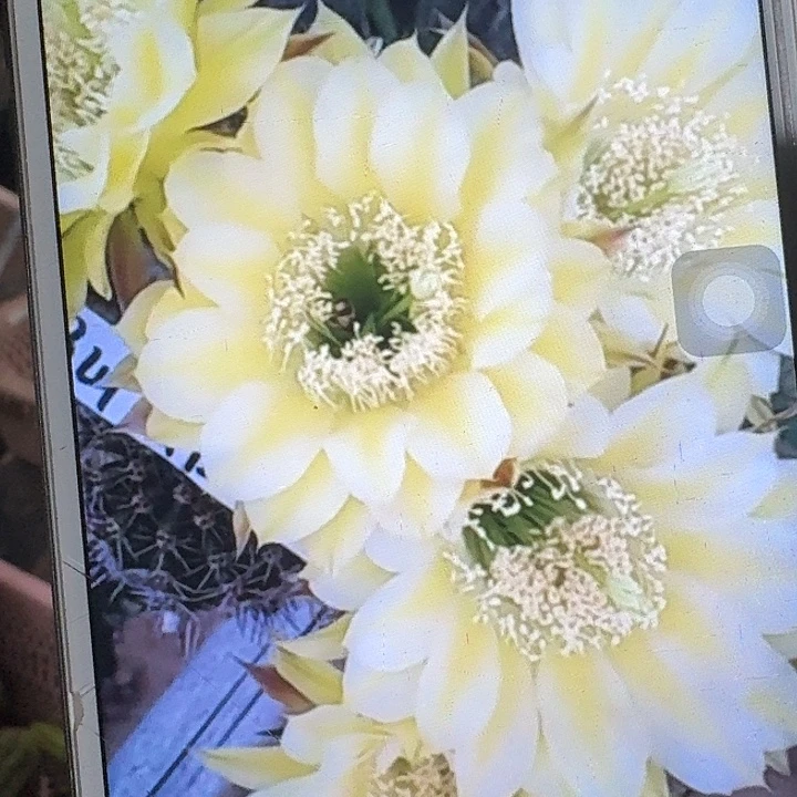 伊卡洛斯侧芽5公分左右毛花柱(20包邮)