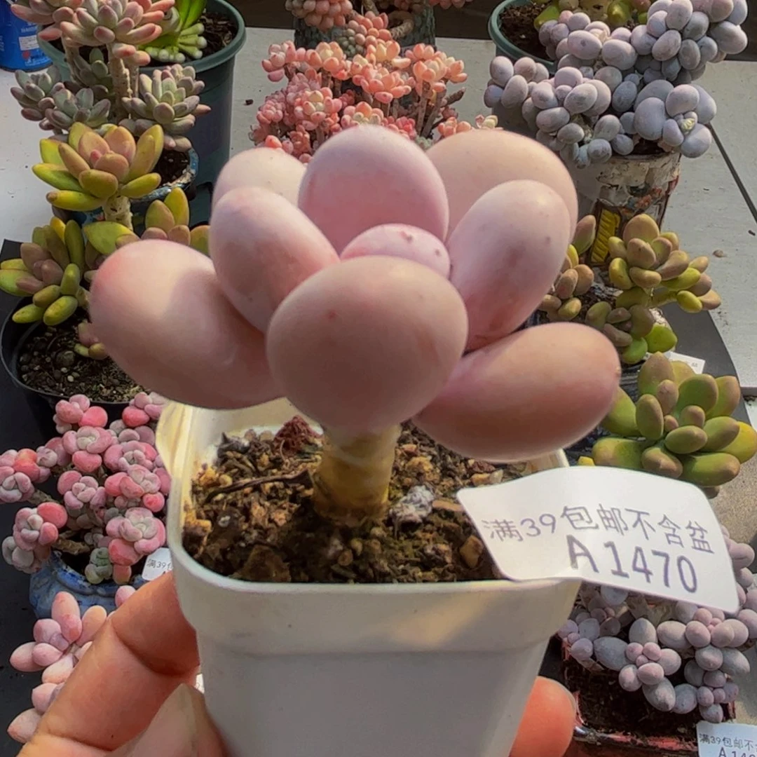 470彩虹奶5cm多肉植物