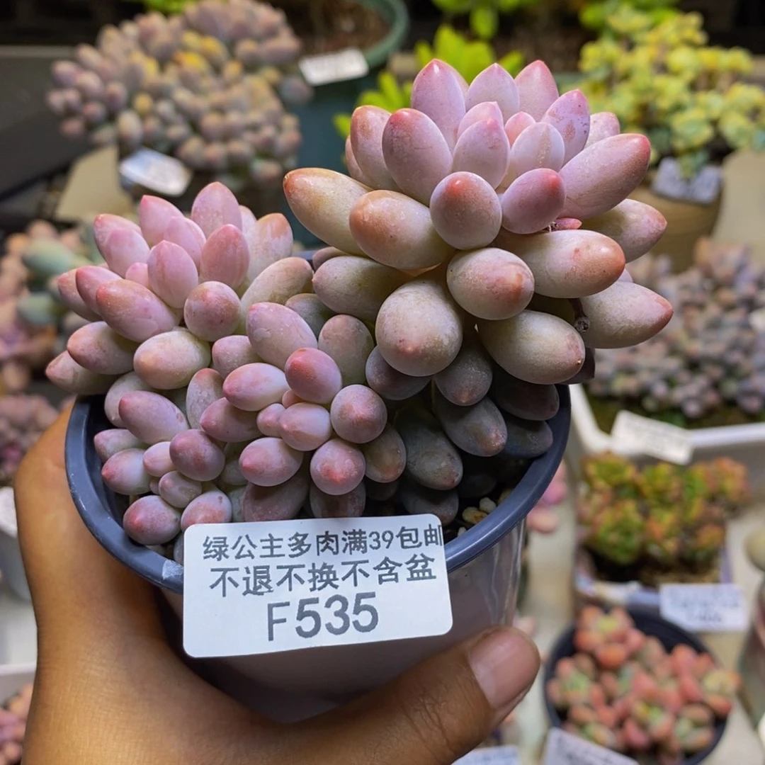 535香水手指奶多肉8cm