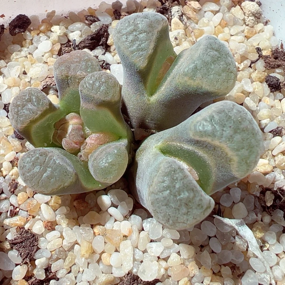 1024-164多肉多肉粉白窗